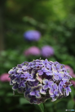 何色の紫陽花