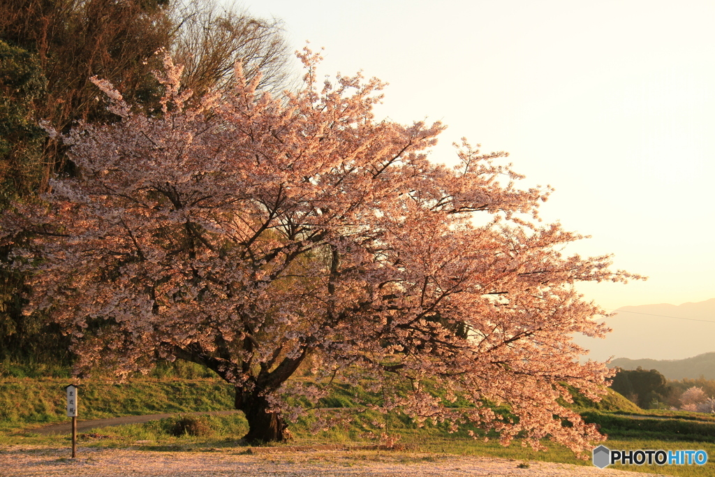 さくら夕日