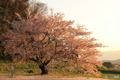さくら夕日