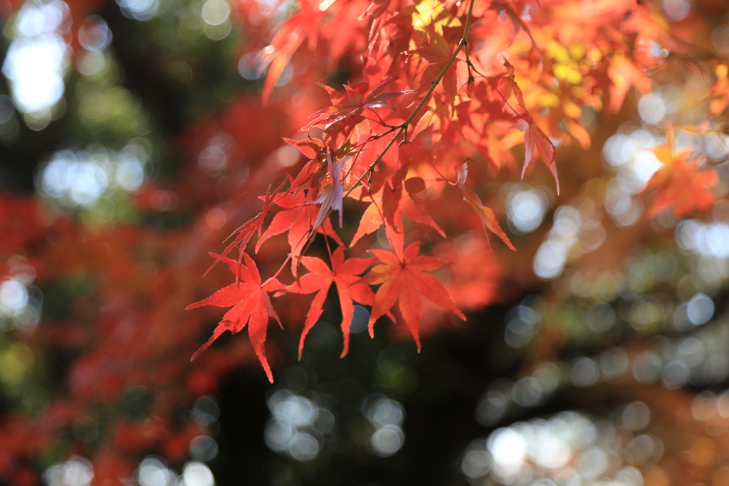 紅葉・輝く