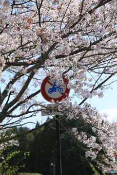 さくらと表示板 さくらと表示板