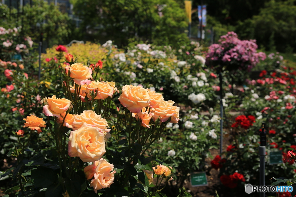 薔薇