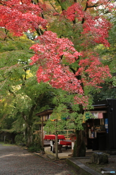 紅葉はマダお茶屋