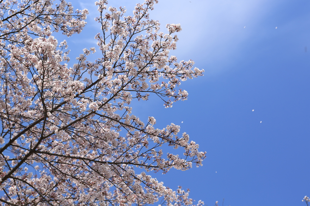 桜が散っている花びらが！