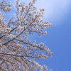 桜が散っている花びらが！