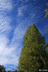 秋空