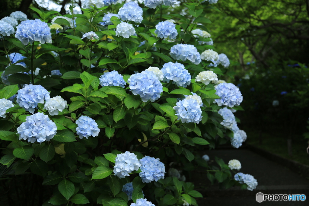 満開　紫陽花