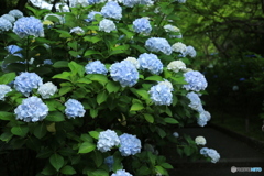 満開　紫陽花