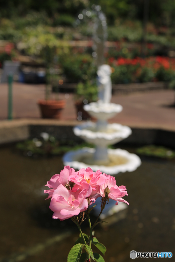薔薇