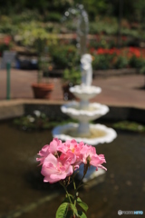 薔薇