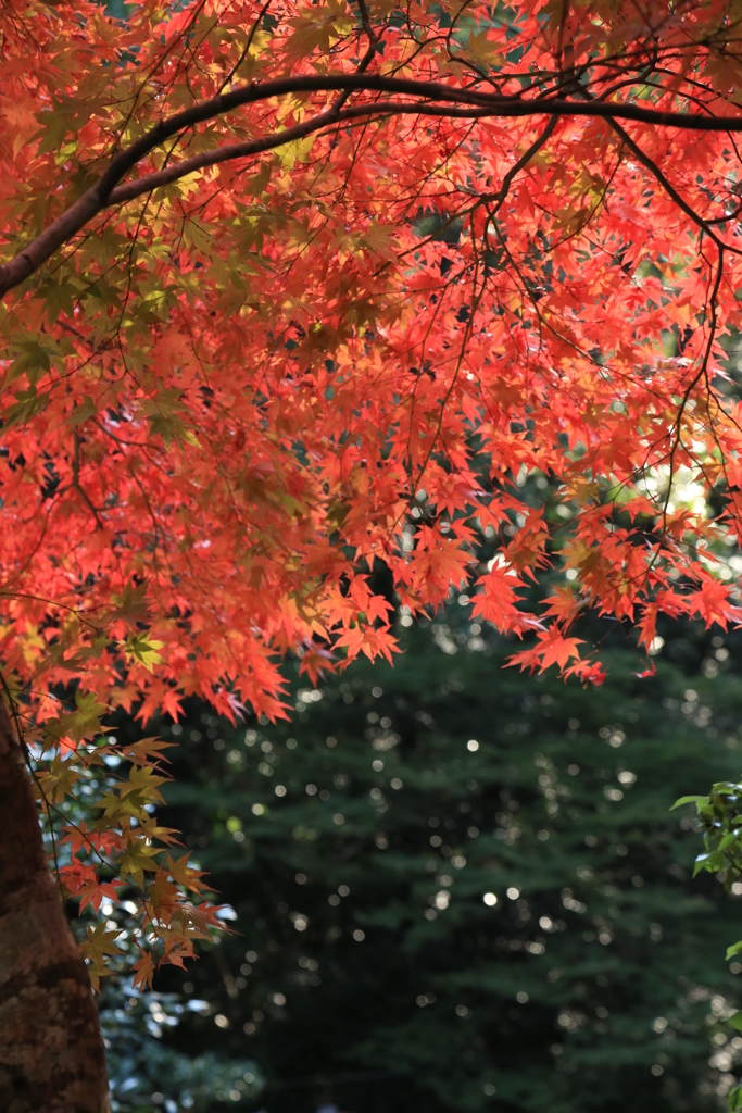 紅葉