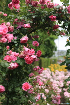 薔薇の縁