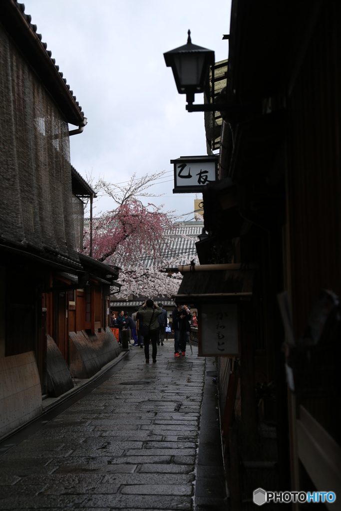 京都の路地の奥に桜