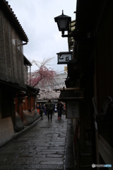 京都の路地の奥に桜