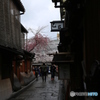 京都の路地の奥に桜