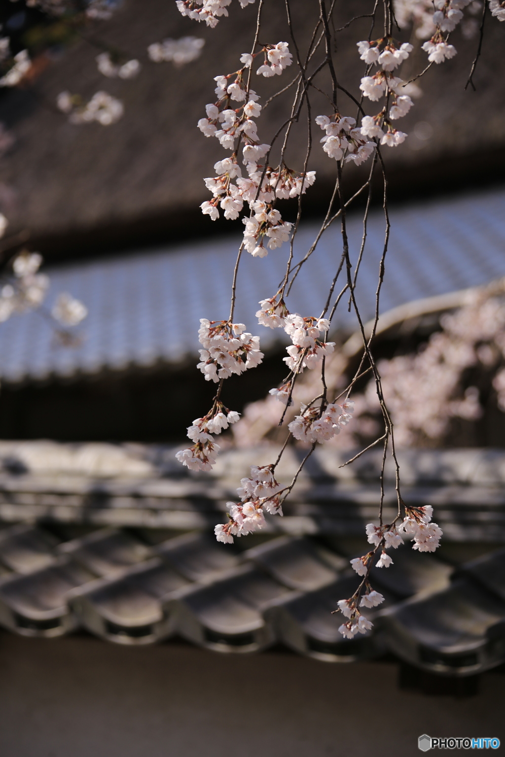 最後の桜