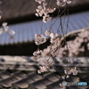 最後の桜