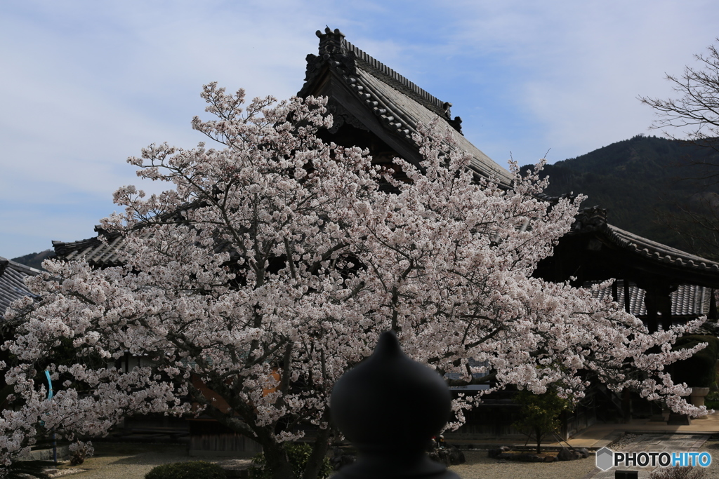 明日香村　橘寺　桜