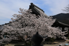 明日香村　橘寺　桜