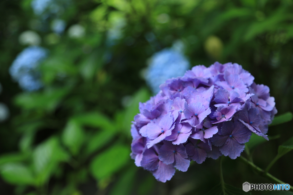 紫・あじさい