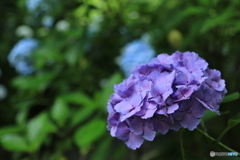紫・あじさい