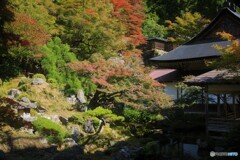 常照皇寺 紅葉4