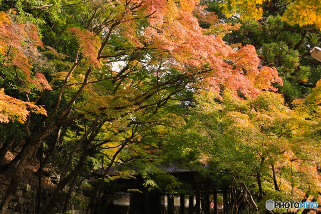 山門の前は少し紅葉かな？