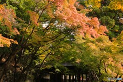 山門の前は少し紅葉かな？