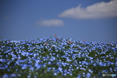 空とネモフィラ 空とネモフィラ