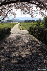 さくらの影