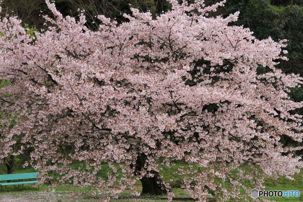 明日香村・橘寺の桜