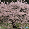 明日香村・橘寺の桜