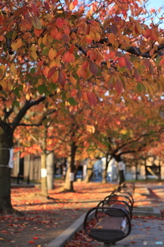 公園の紅葉