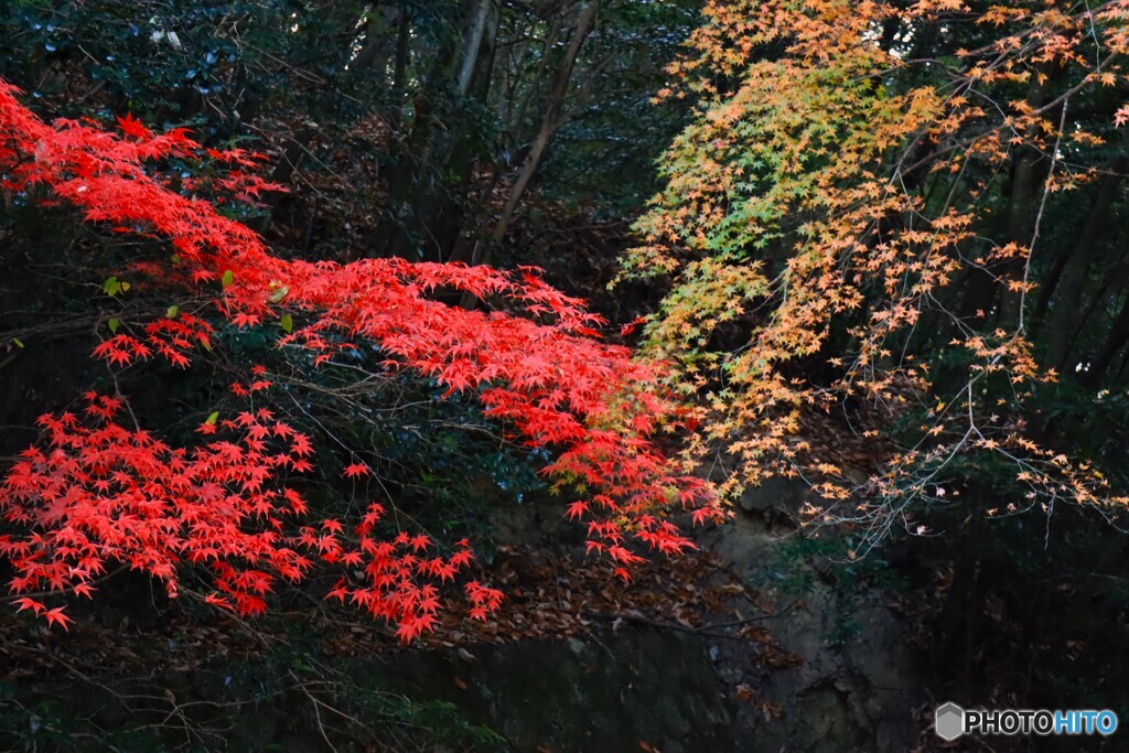 色沿い