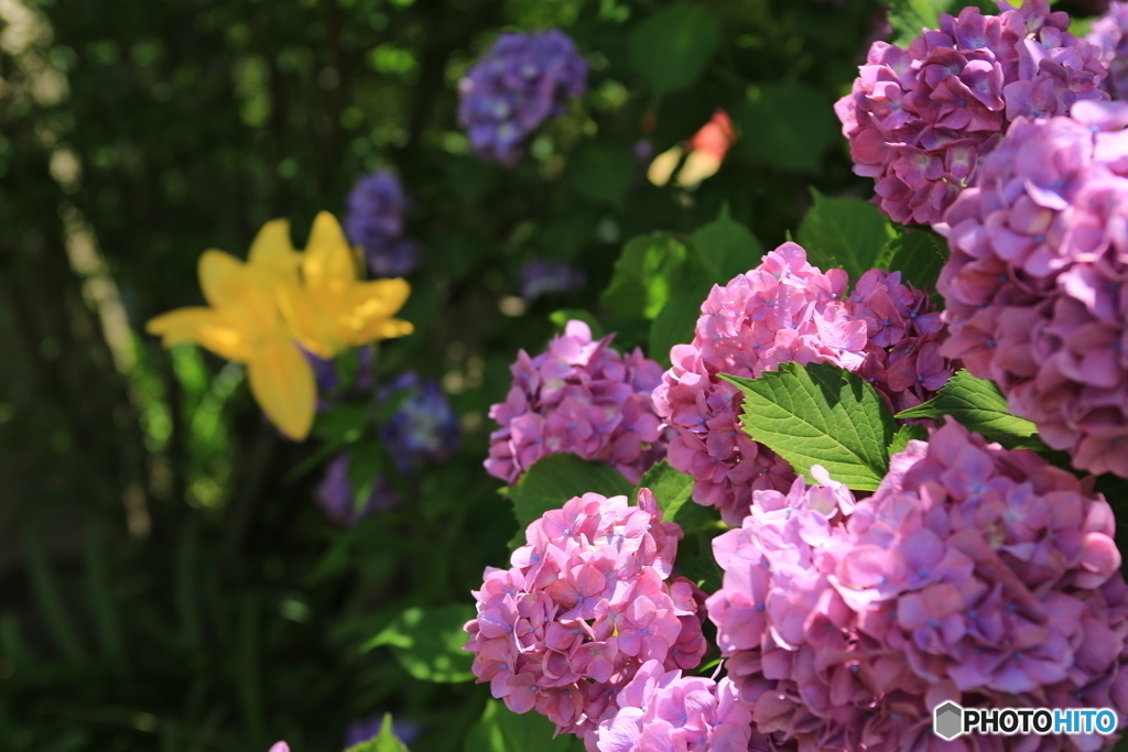 紫陽花とゆり