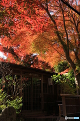 京都　嵐山　紅葉のお茶屋
