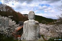 明日香村の桜