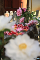 花の向こうに