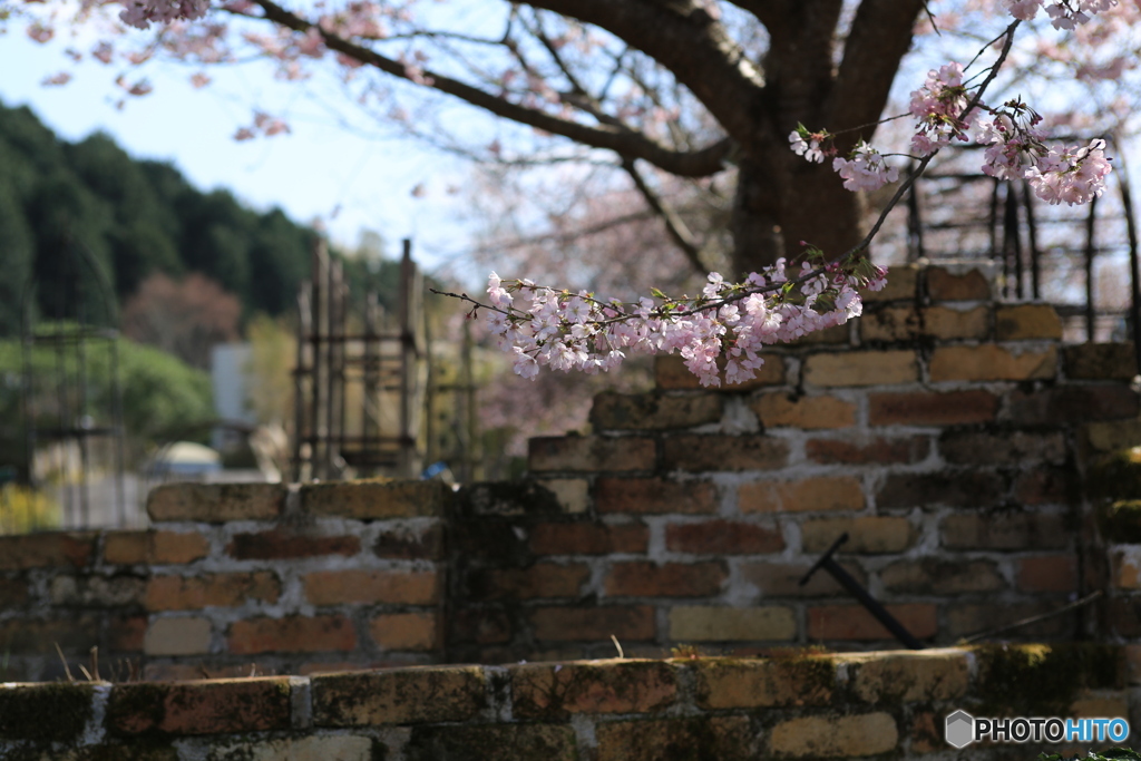 レンガの桜