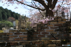レンガの桜