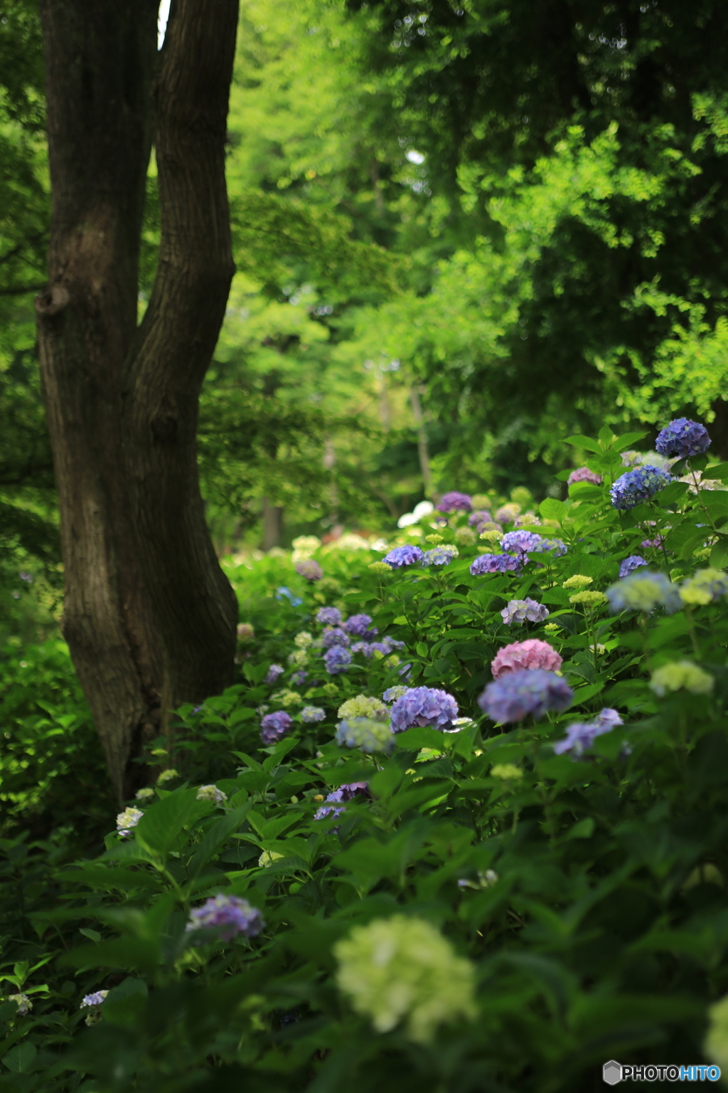 山の中の紫陽花