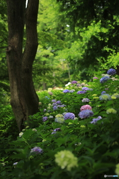 山の中の紫陽花