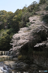 屏風岩の桜