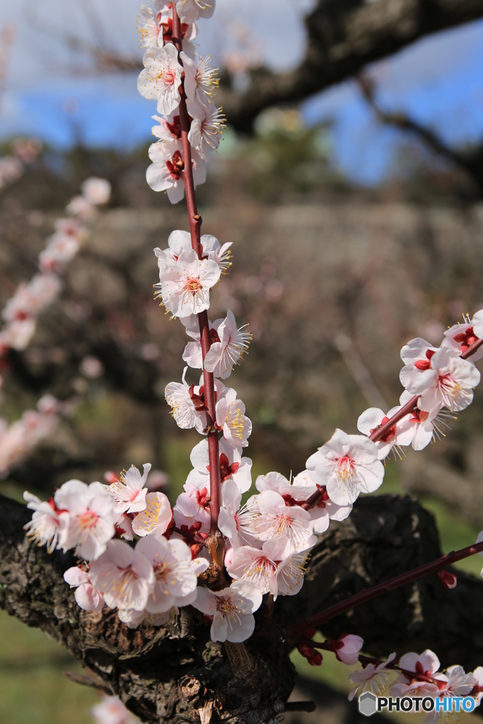 大阪城　公園　梅林