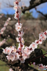 大阪城　公園　梅林