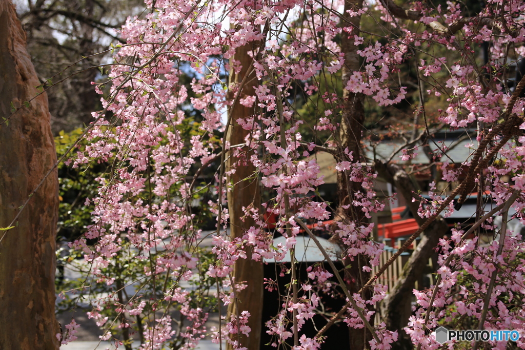 滝の枝垂れ桜