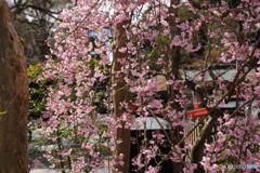 滝の枝垂れ桜