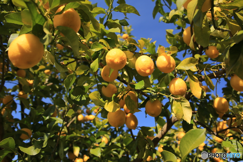 レモンはこの季節！