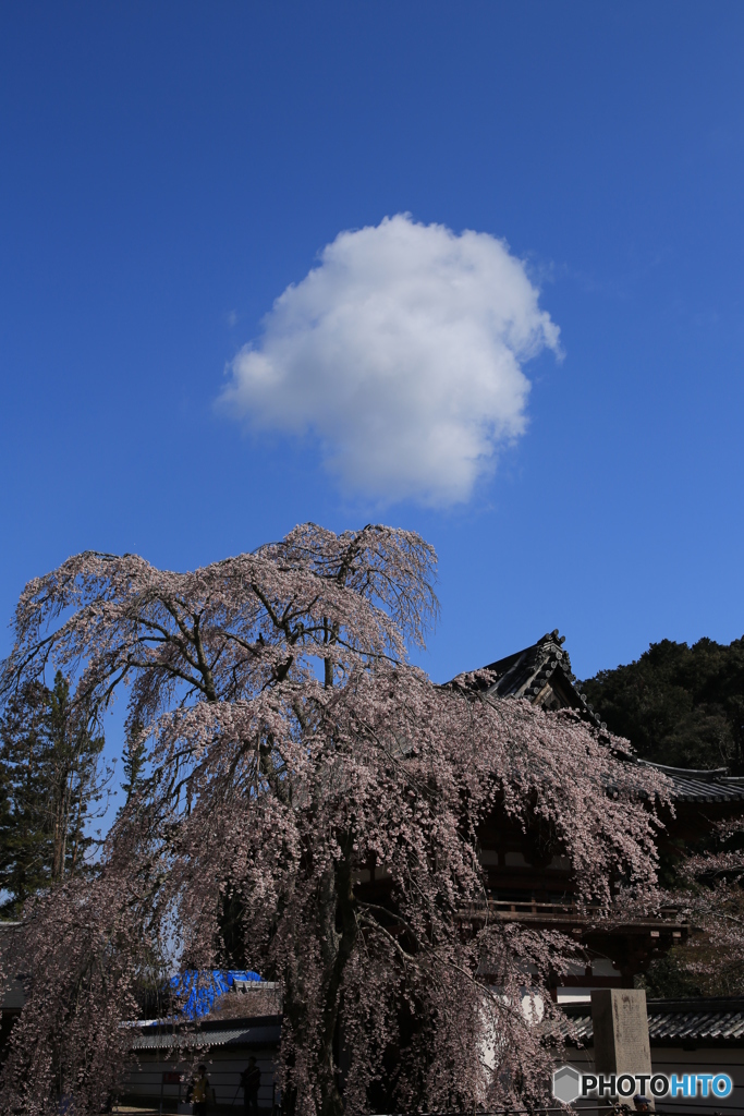 金剛寺　桜と雲