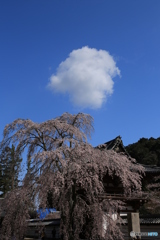 金剛寺　桜と雲